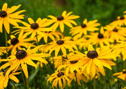 Black-Eyed Susan (Rudbeckia) - Seeds