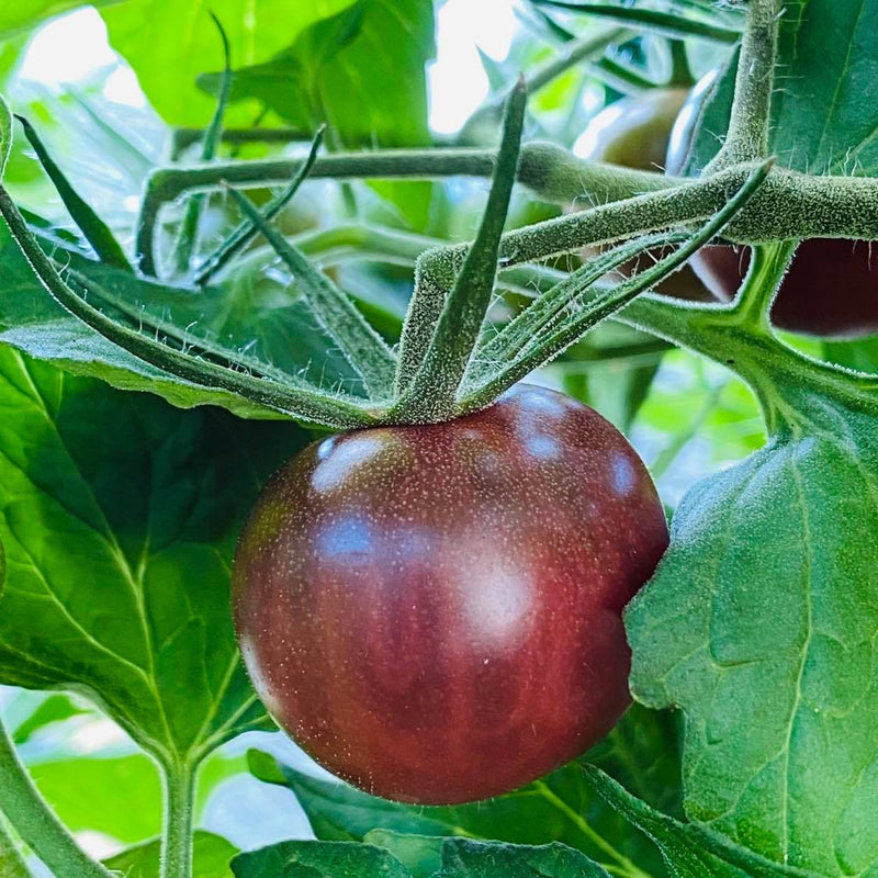 Black Cherry Tomato - Seeds