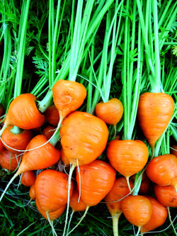 seeds semences graines Québec carotte Marché de Paris organic Paris Market carrot bio biologique Est du Québec Bic Le Jardin de Julie écologique semencier