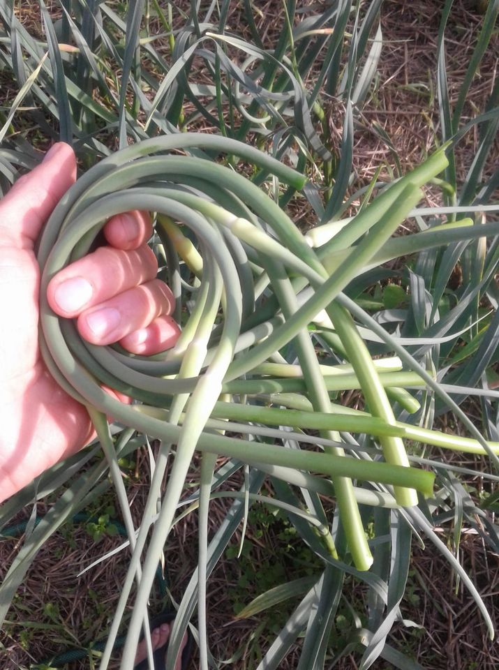 Garlic - Garlic Scapes (seed bulbs for fall planting) **2022 PRESALE - DELIVERY IN SEPTEMBER 2022**