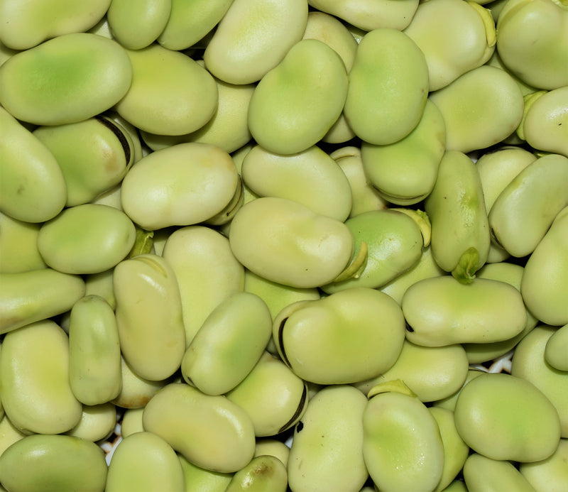 Windsor Broad Bean - Seeds