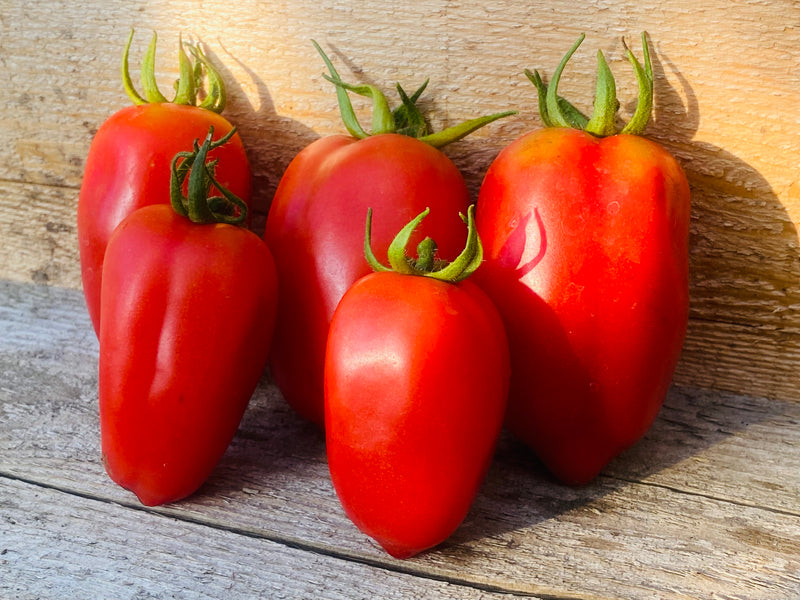 Tomate italienne San marzano - Semences