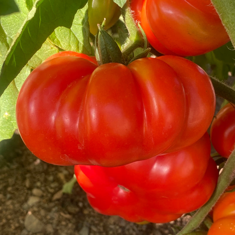 Costoluto Genovese Tomato - Seeds