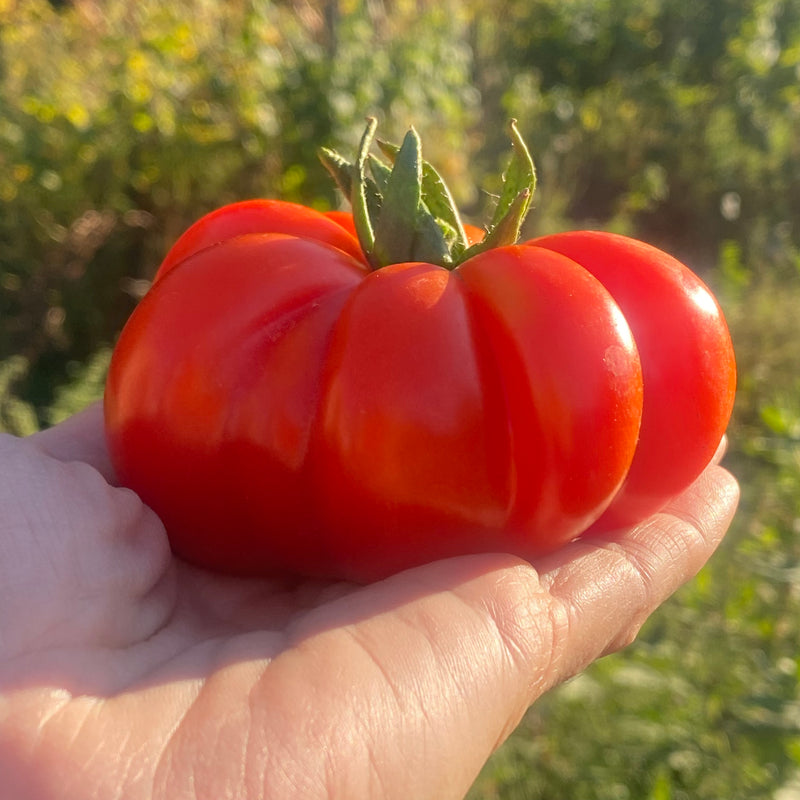 Tomate Costoluto Genovese - Semences