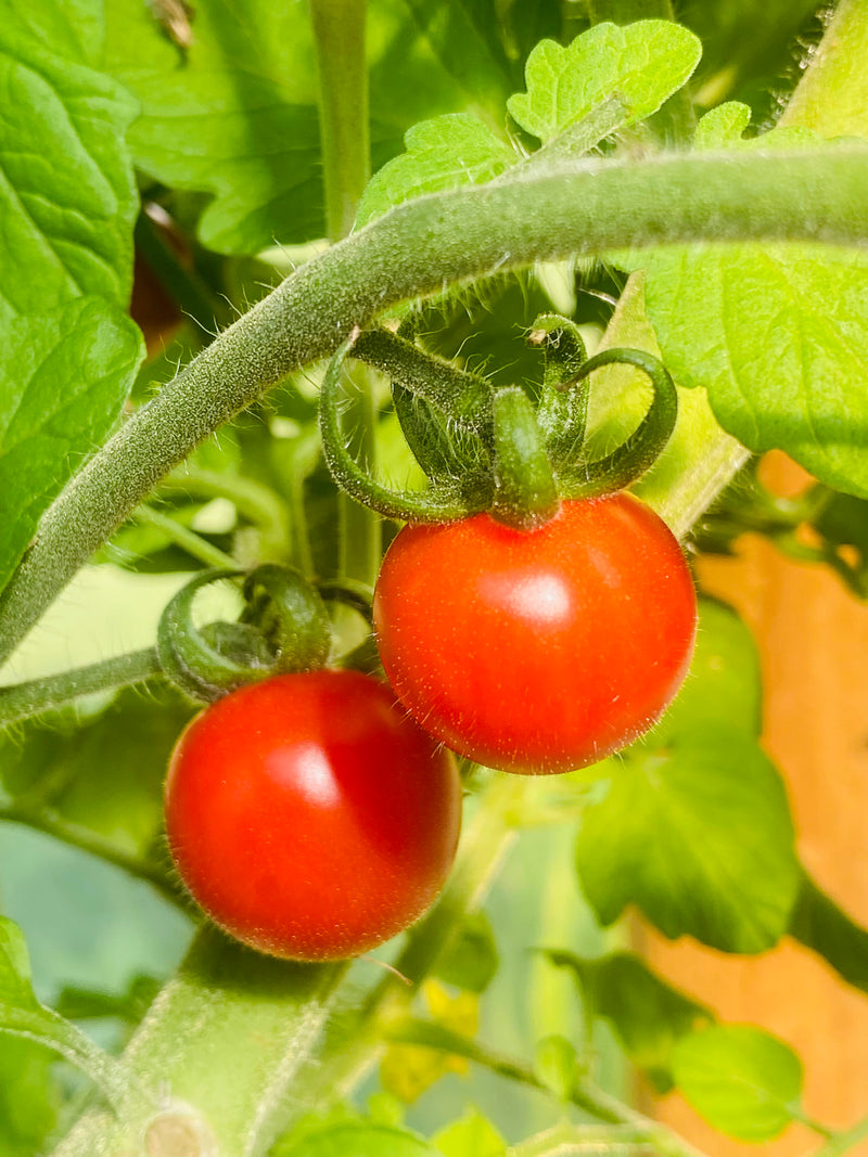 Petit Moineau Tomato - Just like candy - Seeds