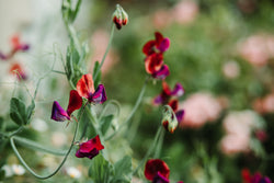 Mammoth Sweet Peas - Seeds - Fragrant Cut Flowers