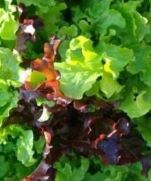 Gourmet Lettuce Mix - Seeds – Le Jardin de Julie