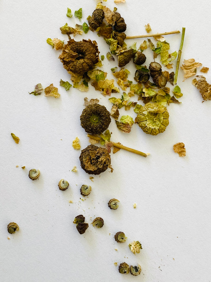 marwa plant seeds Mauritania Mallow