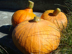 seeds semences graines Québec courge Potimarron Red Kuri organic Red Kuri squash bio biologique Est du Québec Bic Le Jardin de Julie écologique semencier