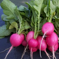 seeds semences graines Québec radis Beauté Rose organic Pink Beauty radish bio biologique Est du Québec Bic Le Jardin de Julie écologique semencier