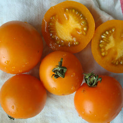 Sungella Tomato - Seeds