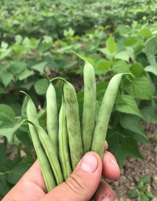 Tendergreen Bean - Seeds