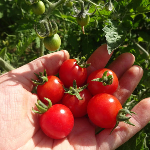 Sweetie Tomato - Absolutely Delicious - Seeds