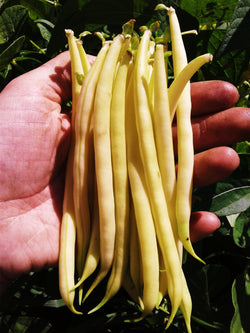 Valdor Wax Bush Bean - Seeds