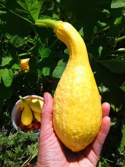 seeds semences graines Québec zucchini torticolis jaune organic Yellow crookneck zucchini bio biologique Est du Québec Bic Le Jardin de Julie écologique semencier